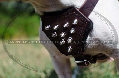 Pettorina in pelle con borchie a punta per Bulldog francese